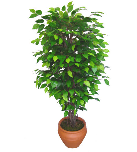 Ficus Benjamin 1,50 cm   Mersin hediye iek yolla 