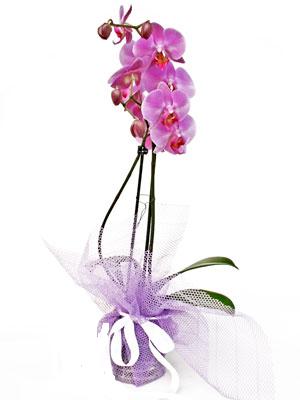  Mersin hediye iek yolla  Kaliteli ithal saksida orkide