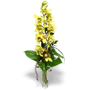  Mersin uluslararas iek gnderme  cam vazo ierisinde tek dal canli orkide