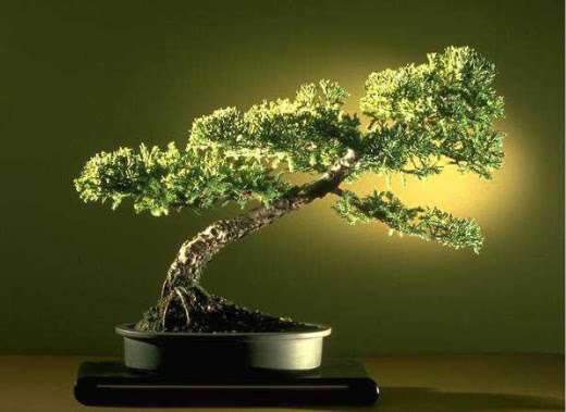 ithal bonsai saksi iegi  Mersin yurtii ve yurtd iek siparii 
