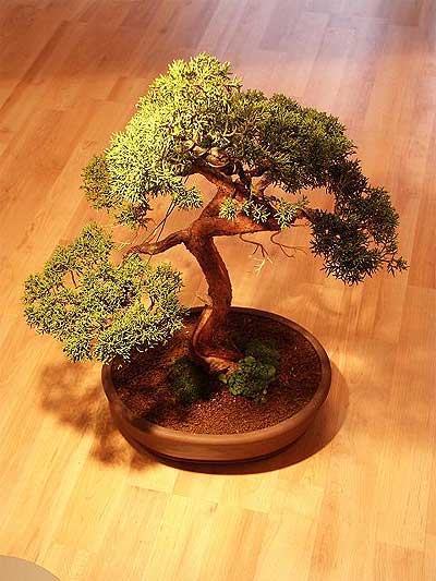 ithal bonsai saksi iegi  Mersin iekiler 