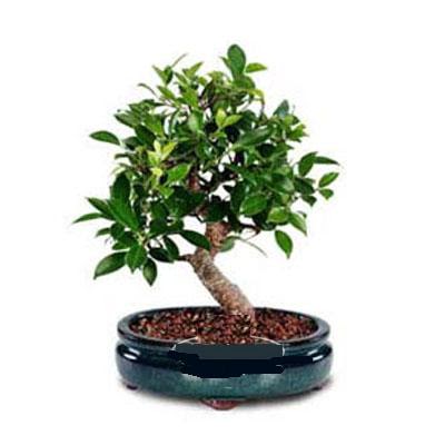 ithal bonsai saksi iegi  Mersin online ieki , iek siparii 
