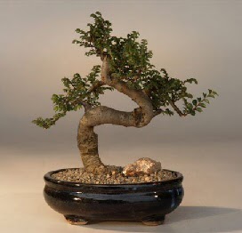 ithal bonsai saksi iegi  Mersin ucuz iek gnder 