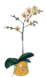  Mersin iek gnderme  Phalaenopsis Orkide ithal kalite
