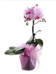 1 dal pembe orkide saksı çiçeği  Mersin internetten çiçek siparişi 