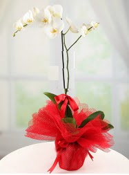 1 dal beyaz orkide saks iei  Mersin online iek gnderme sipari 