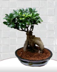 saks iei japon aac bonsai  Mersin internetten iek siparii 