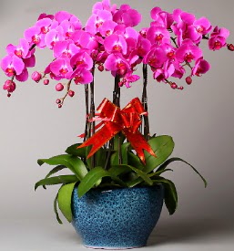 7 dall mor orkide  Mersin iek siparii sitesi 
