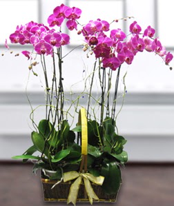 4 dall mor orkide  Mersin iek siparii vermek 