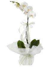 1 dal beyaz orkide iei  Mersin iek yolla 