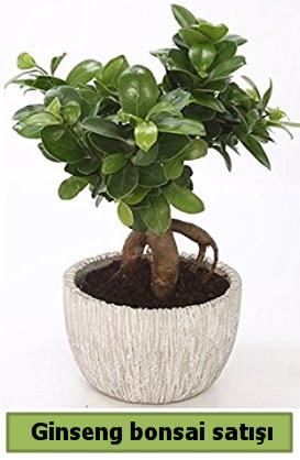Ginseng bonsai japon aac sat  Mersin iek online iek siparii 