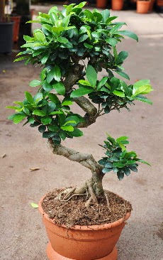 Orta boy bonsai saks bitkisi  Mersin iek gnderme sitemiz gvenlidir 