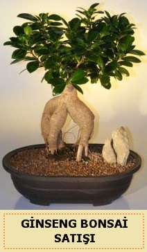 thal Ginseng bonsai sat japon aac  Mersin online ieki , iek siparii 