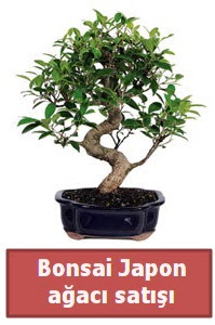 Japon aac bonsai sat  Mersin online ieki , iek siparii 