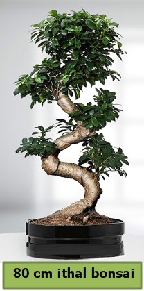 80 cm özel saksıda bonsai bitkisi  Mersin çiçek online çiçek siparişi 