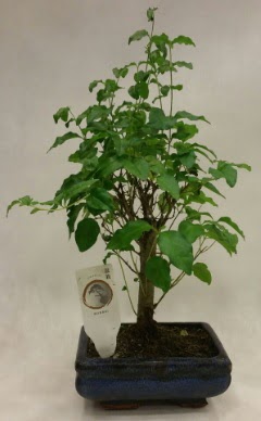 Minyatr bonsai japon aac sat  Mersin iek online iek siparii 