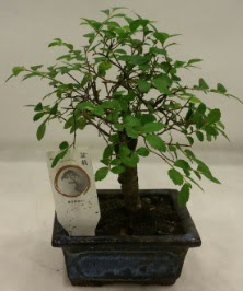 Minyatr ithal japon aac bonsai bitkisi  Mersin iek servisi , ieki adresleri 