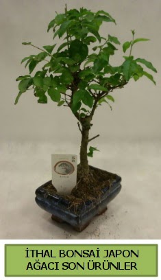 thal bonsai japon aac bitkisi  Mersin ieki maazas 