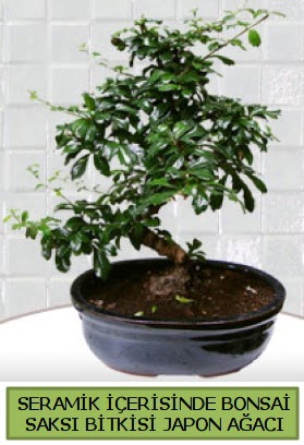Seramik vazoda bonsai japon aac bitkisi  Mersin online ieki , iek siparii 