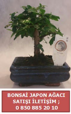 Japon aac minyar bonsai sat  Mersin iek servisi , ieki adresleri 