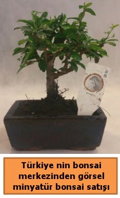 Japon aac bonsai sat ithal grsel  Mersin anneler gn iek yolla 