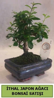 thal japon aac bonsai bitkisi sat  Mersin iek online iek siparii 
