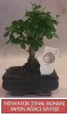 Kk grsel bonsai japon aac bitkisi  Mersin iek maazas , ieki adresleri 