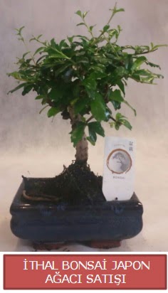 thal kk boy minyatr bonsai aa bitkisi  Mersin iek online iek siparii 