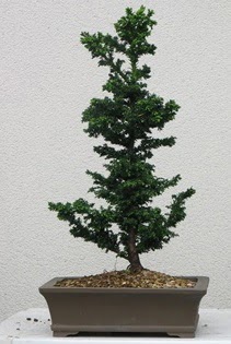 am aac bonsai bitkisi sat  Mersin iek online iek siparii 