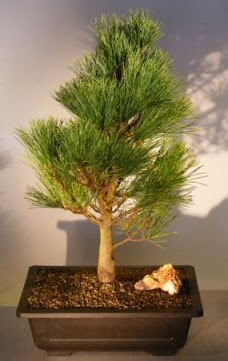 am aac japon aac bitkisi bonsai  Mersin iek online iek siparii 