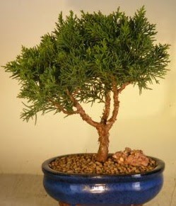 Servi am bonsai japon aac bitkisi  Mersin anneler gn iek yolla 