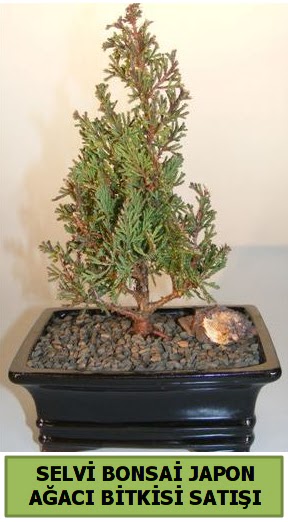 Selvi am japon aac bitkisi bonsai  Mersin iek online iek siparii 