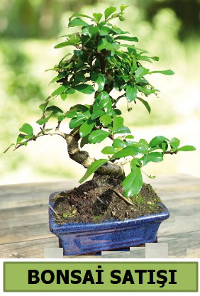 am bonsai japon aac sat  Mersin iek servisi , ieki adresleri 