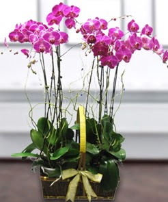 7 dall mor lila orkide  Mersin 14 ubat sevgililer gn iek 