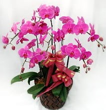 Sepet ierisinde 5 dall lila orkide  Mersin kaliteli taze ve ucuz iekler 