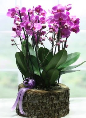 Ktk ierisinde 6 dall mor orkide  Mersin kaliteli taze ve ucuz iekler 