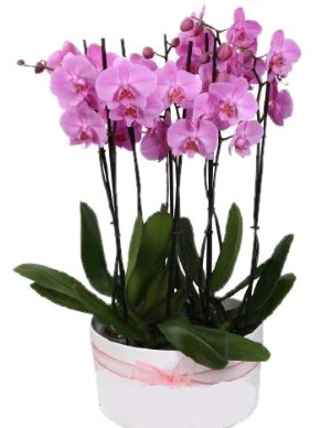 Beyaz seramik ierisinde 7 dall mor orkide  Mersin iek online iek siparii 
