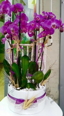 Seramik vazoda 4 dall mor lila orkide  Mersin iek gnderme 
