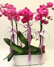 Beyaz seramik ierisinde 4 dall orkide  Mersin kaliteli taze ve ucuz iekler 