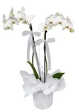 2 dall beyaz orkide  Mersin iek siparii vermek 