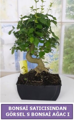 S dal erilii bonsai japon aac  Mersin iek servisi , ieki adresleri 