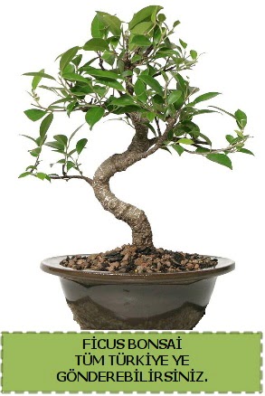 Ficus bonsai  Mersin 14 ubat sevgililer gn iek 