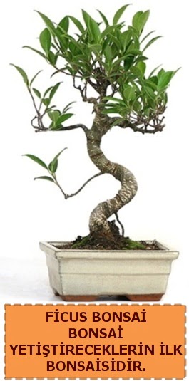 Ficus bonsai 15 ile 25 cm arasndadr  Mersin anneler gn iek yolla 