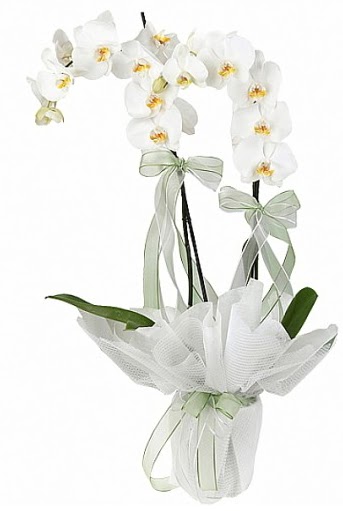 ift Dall Beyaz Orkide  Mersin hediye iek yolla 