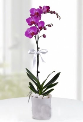 Tek dall saksda mor orkide iei  Mersin nternetten iek siparii 