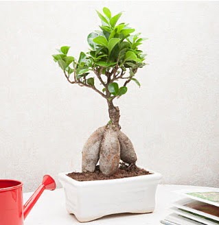 Exotic Ficus Bonsai ginseng  Mersin internetten iek sat 