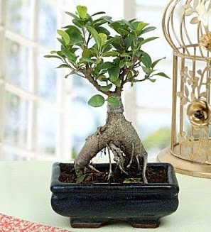 Appealing Ficus Ginseng Bonsai  Mersin hediye iek yolla 