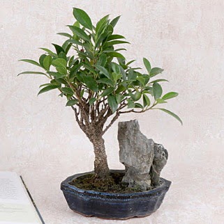 Japon aac Evergreen Ficus Bonsai  Mersin 14 ubat sevgililer gn iek 