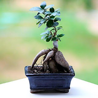 Marvellous Ficus Microcarpa ginseng bonsai  Mersin iek yolla 