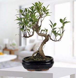 Gorgeous Ficus S shaped japon bonsai  Mersin online iek gnderme sipari 